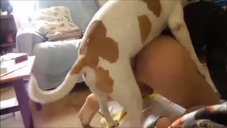 Pitbul bilan jang qilish anal odamni zo'rlagan