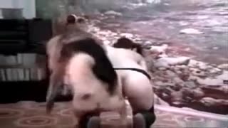 Katta Dane anally nola zoofil sikiklari