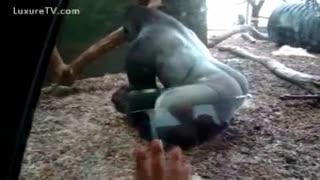 Примат жынысы. Адамдар саябақта горилланың маймылын сиқытып жатқанын телефонына түсіріп алған