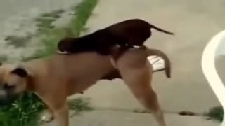 Иттердегі дұрыс жұптасуды бақылаңыз
