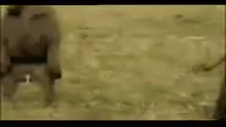 Hayvonlar va jinsiy aloqa: har xil turlar chiroyli tarzda sikishadi
